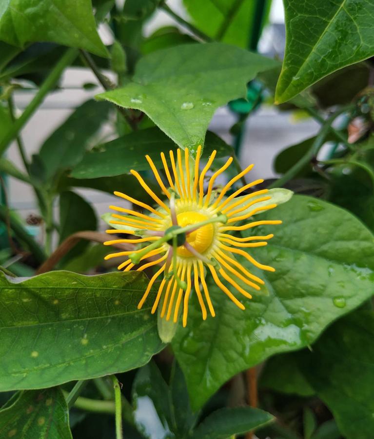 Passiflora gilbertiana, caracterizada por el color yema y por su corona de hebras separadas. Es originaria de Centroamérica (Costa Rica, Colombia). 