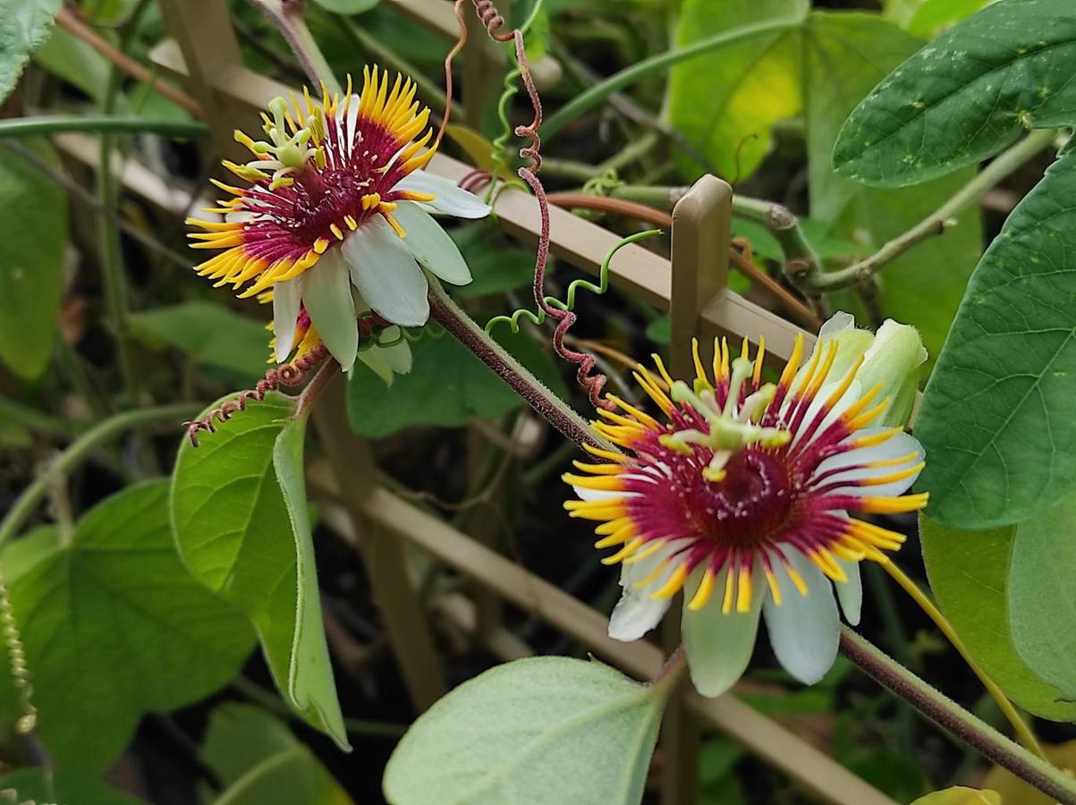 Vivacidad de esta pareja de passifloras holosericea con la corona de hebras de color yema y vino tinto. 