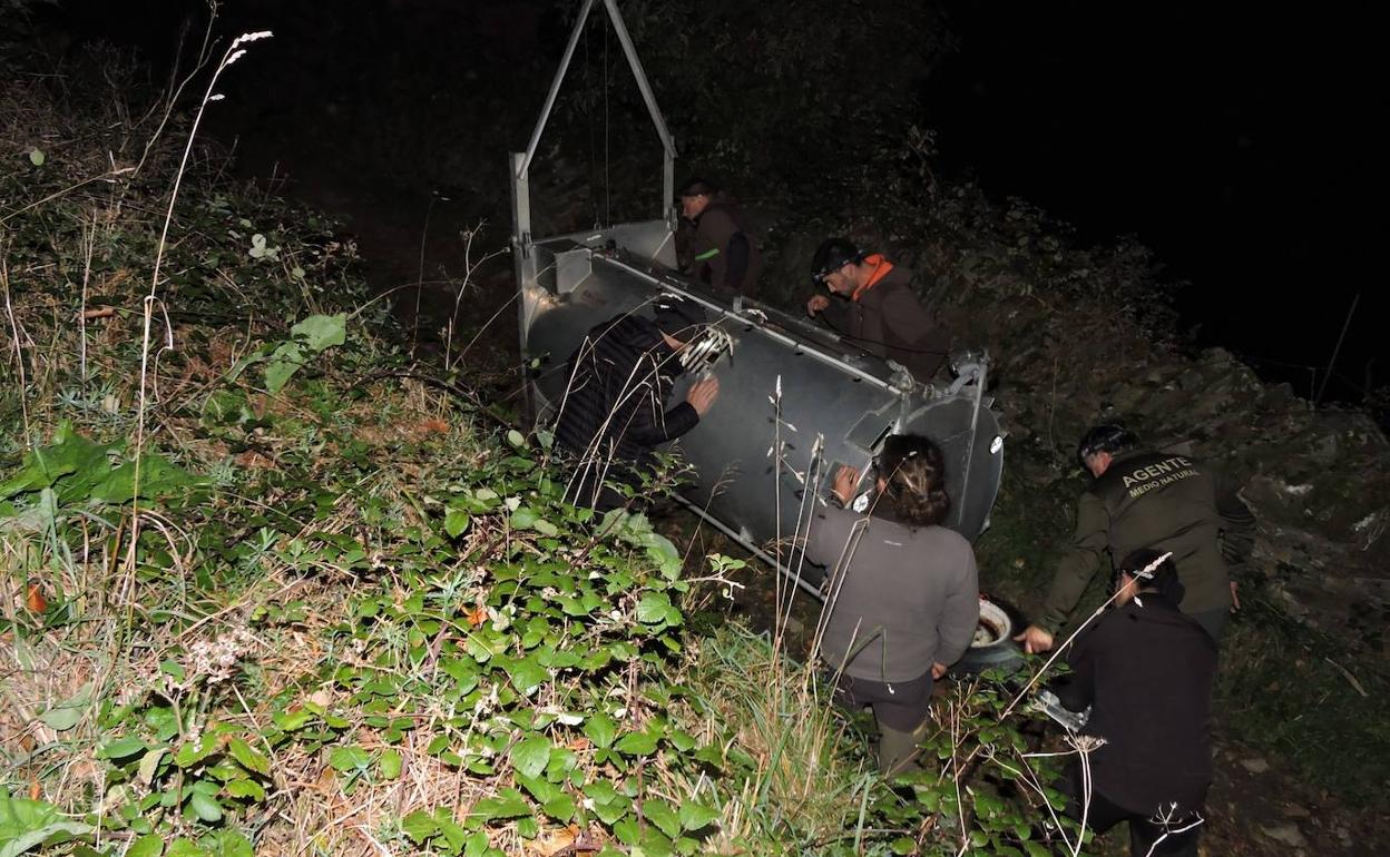 El protocolo para actuar con osos habituados al hombre, «un éxito», según el Principado