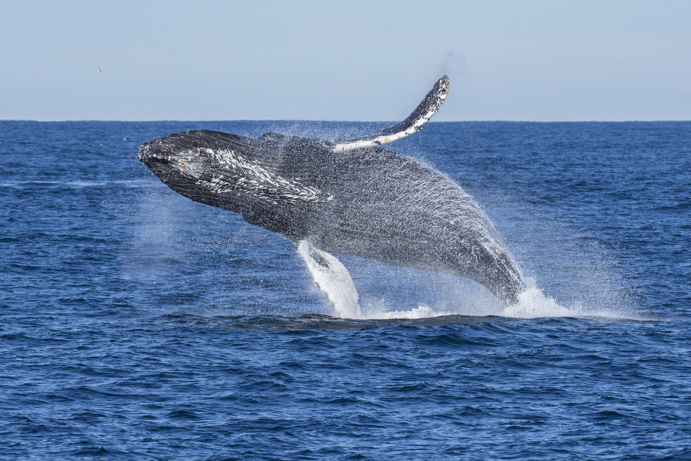 Una yubarta sale a la superficie en la costa de California.