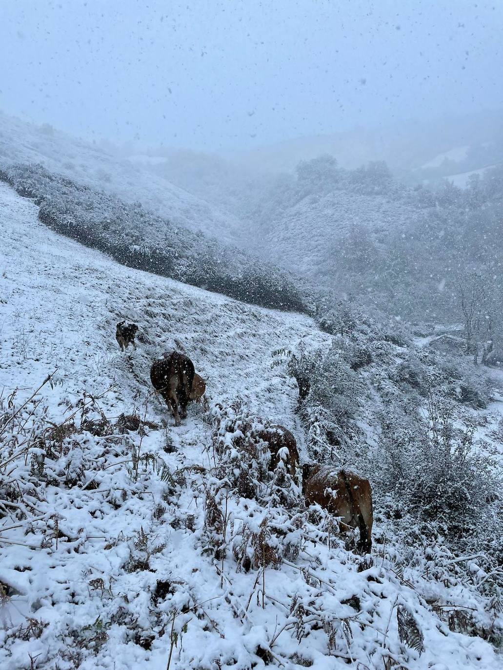 Carbayalin (Puerto Vegarada)