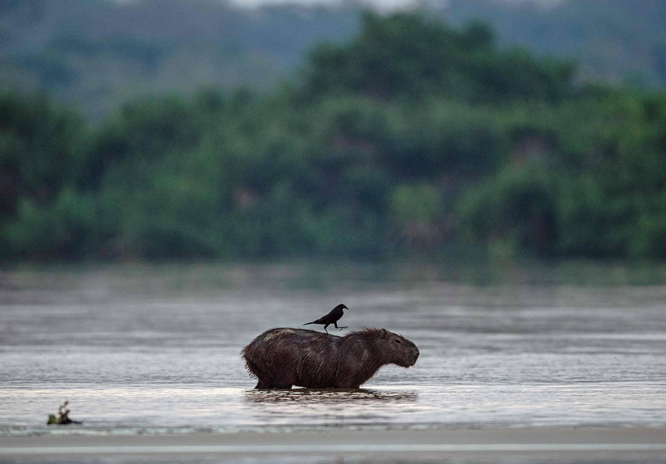  El Amazonas, hogar de más de tres millones de especies, es uno de los entornos naturales más castigados por la contaminación. Las deforestaciones y las emisiones de dióxido de carbono se han disparado en los últimos 50 años. Especies como los jaguares y las águilas arpías están amenazadas por la deforestación. 