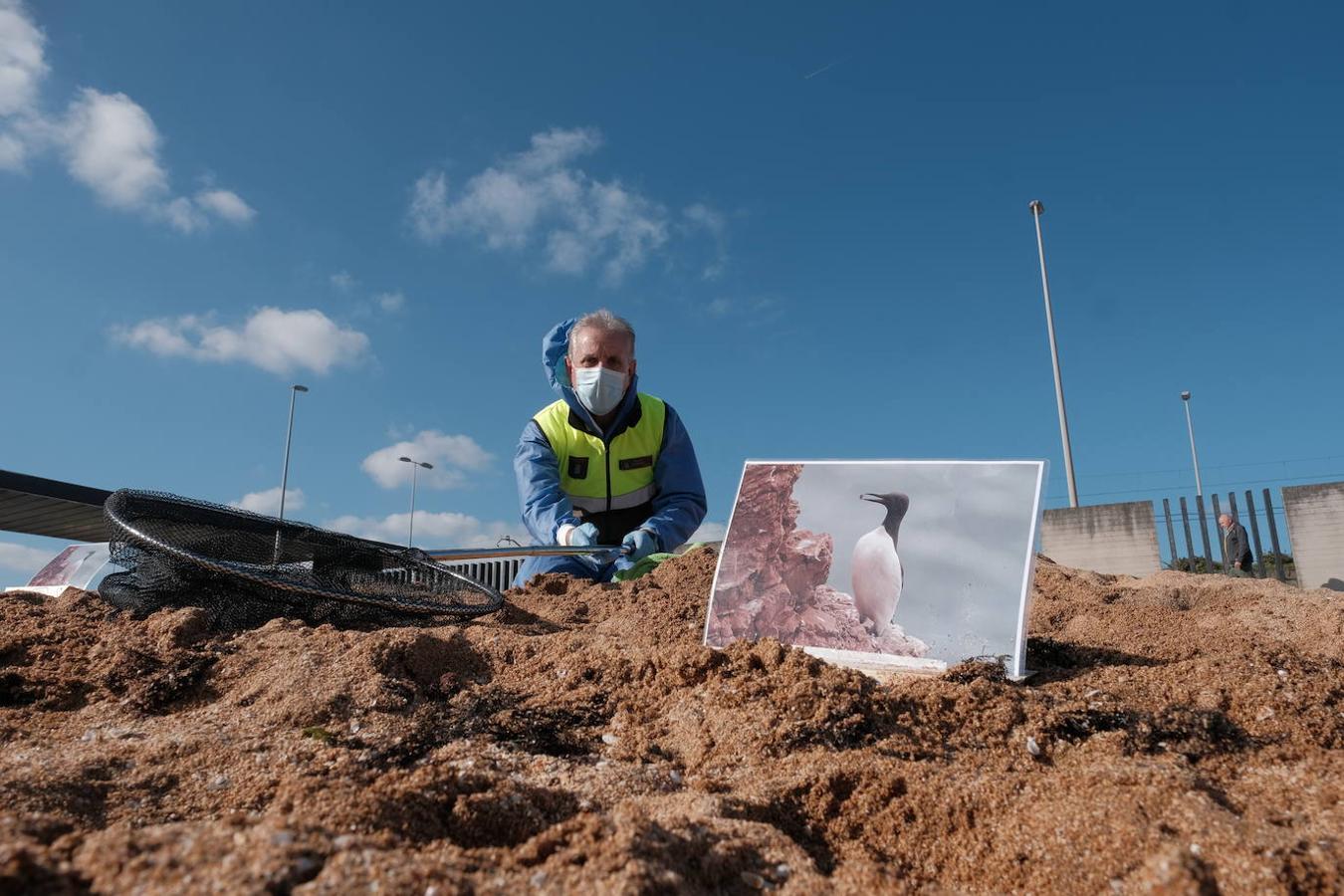 La playa de El Arbeyal acogió este miércoles un simulacro de rescate y atención a fauna marina afectada por un vertido de hidrocarburos. En el ejercicio participaron agentes y técnicos de las direcciones generales de Medio Natural y Planificación Rural y de Pesca Marítima, del Ayuntamiento y del Puerto de Gijón