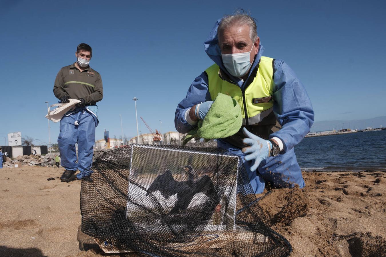 La playa de El Arbeyal acogió este miércoles un simulacro de rescate y atención a fauna marina afectada por un vertido de hidrocarburos. En el ejercicio participaron agentes y técnicos de las direcciones generales de Medio Natural y Planificación Rural y de Pesca Marítima, del Ayuntamiento y del Puerto de Gijón