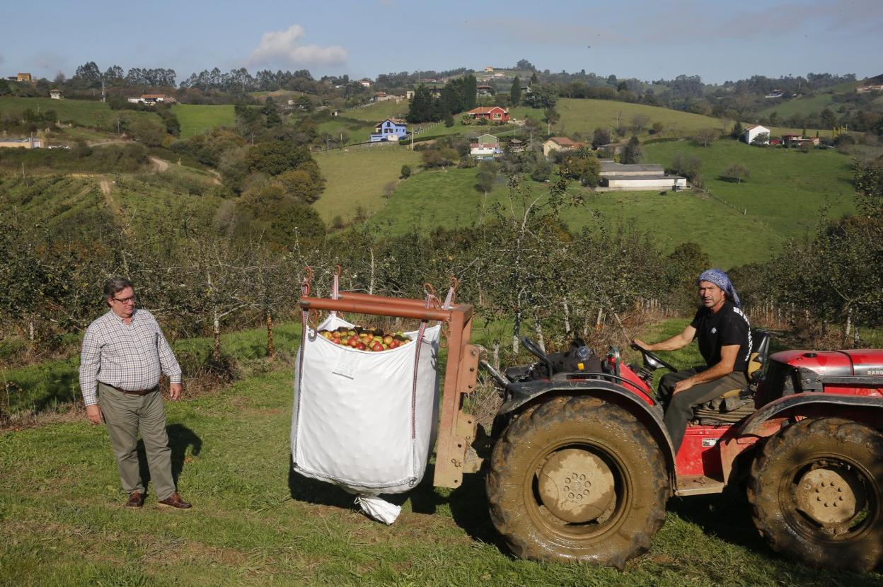 Guillermo Guisasola, en su pumarada de Carbaínos, observa un saco de raxao que transporta en el tractor Enrique Aroca. 