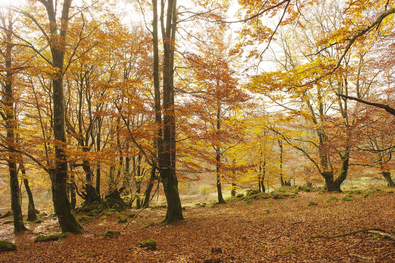 Sierra de Urbasa, Navarra.