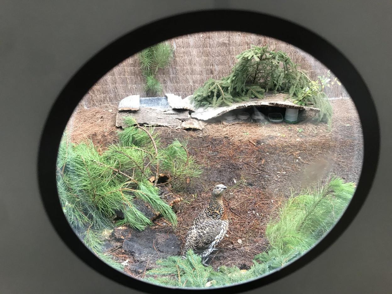 Una hembra de urogallo, en las instalaciones de Ladines.