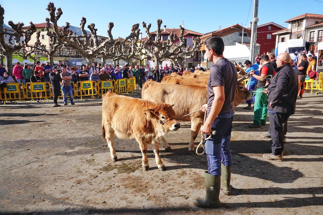 La localidad de Porrúa, en Llanes, acogió este sábado el XXVIII Concurso Exposición de la Raza Asturiana de la Montaña.