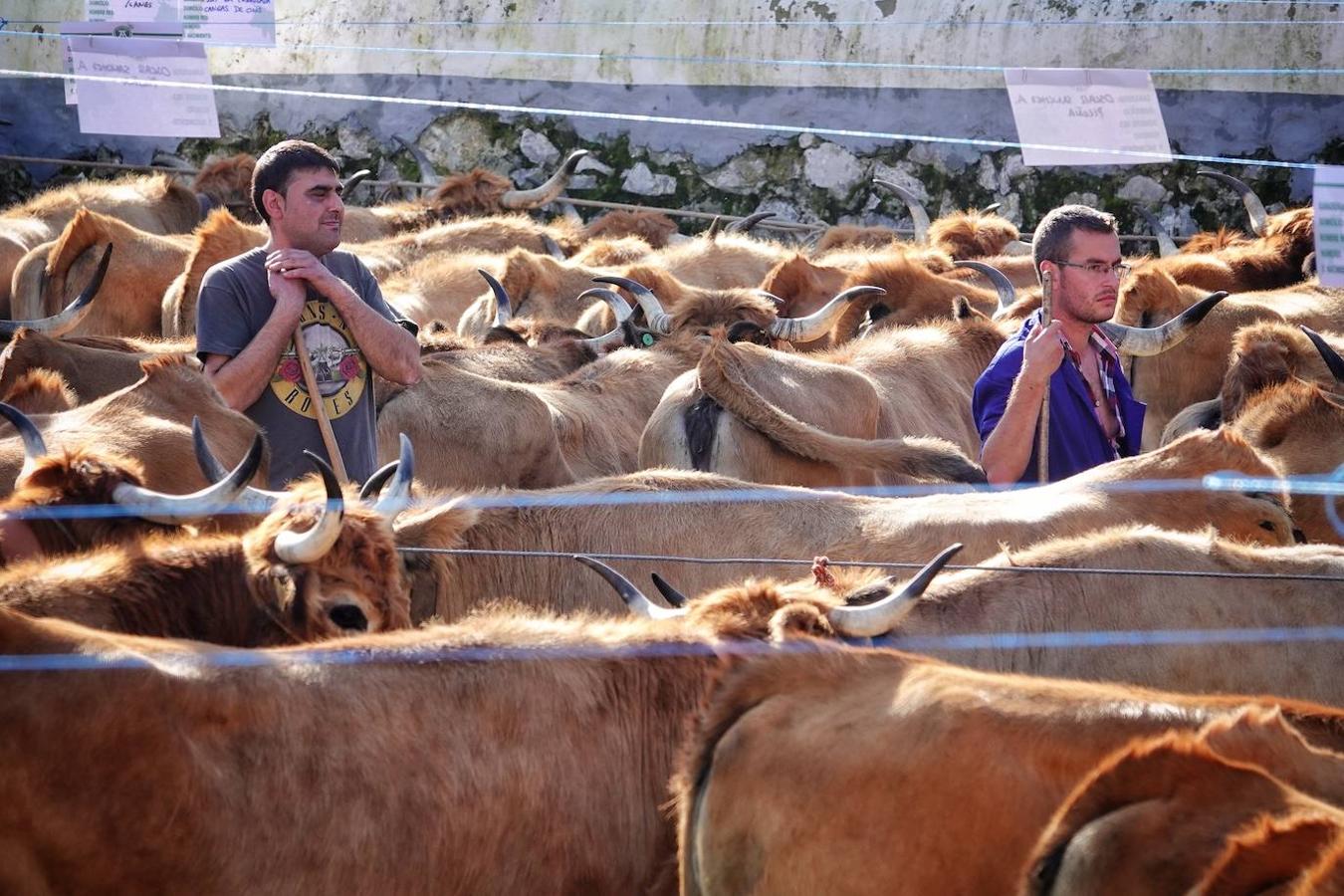 La localidad de Porrúa, en Llanes, acogió este sábado el XXVIII Concurso Exposición de la Raza Asturiana de la Montaña.