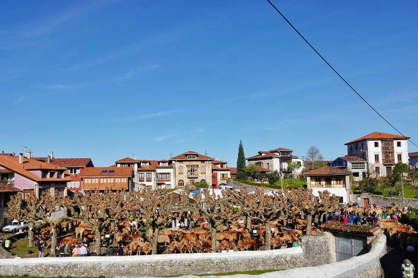 La localidad de Porrúa, en Llanes, acogió este sábado el XXVIII Concurso Exposición de la Raza Asturiana de la Montaña.