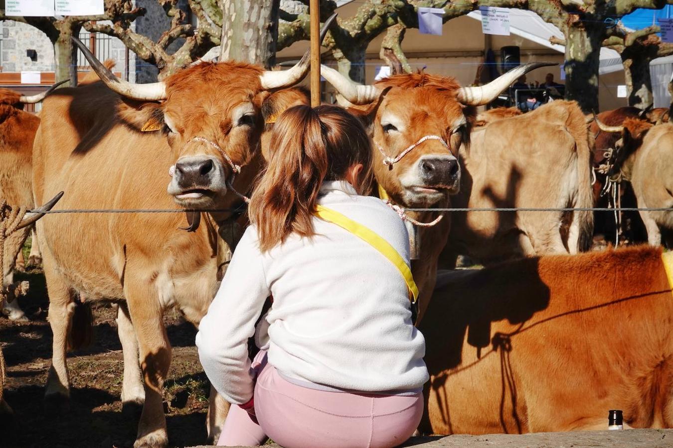 La localidad de Porrúa, en Llanes, acogió este sábado el XXVIII Concurso Exposición de la Raza Asturiana de la Montaña.