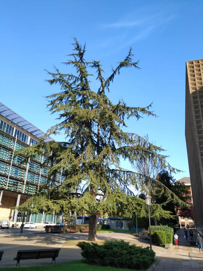 Este jardín es un excelente muestrario segmentado en pequeños espacios verdes personalizados por los árboles que los integran y por las muestras de estratos rocosos de los diferentes periodos de la historia geológica de Oviedo.