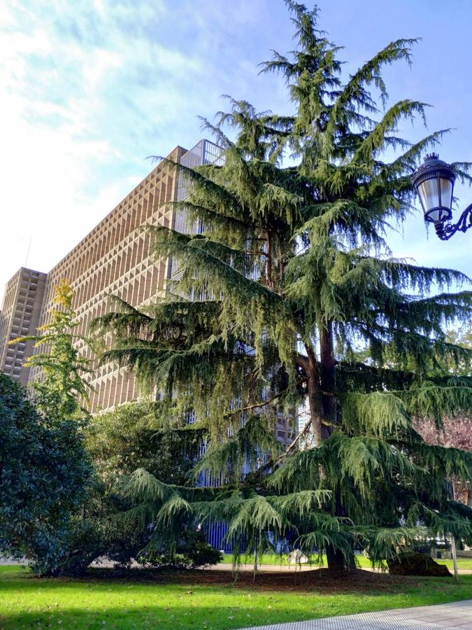 Este jardín es un excelente muestrario segmentado en pequeños espacios verdes personalizados por los árboles que los integran y por las muestras de estratos rocosos de los diferentes periodos de la historia geológica de Oviedo.