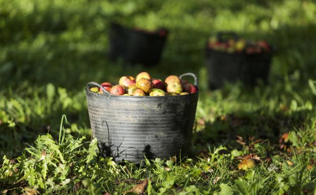 Recetas: un menú completo y original con manzanas