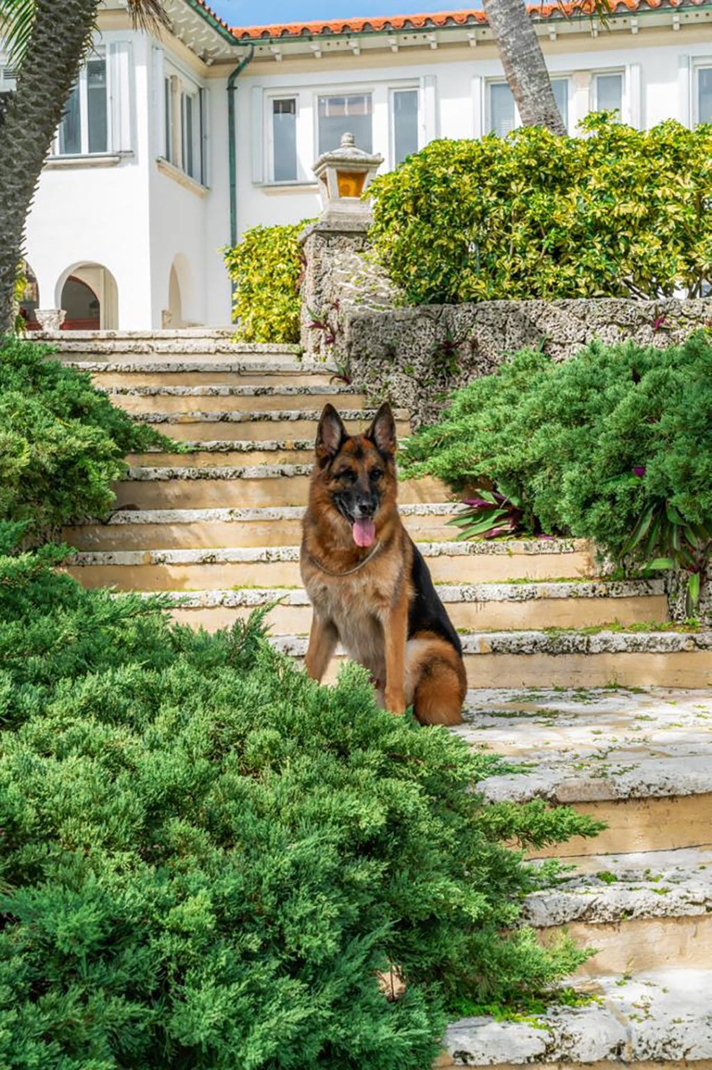 El perro más rico del mundo, Gunther VI