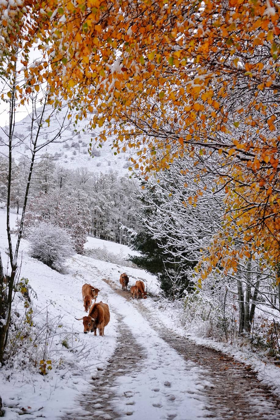 Fotos: Asturias, bajo el primer temporal de nieve del otoño