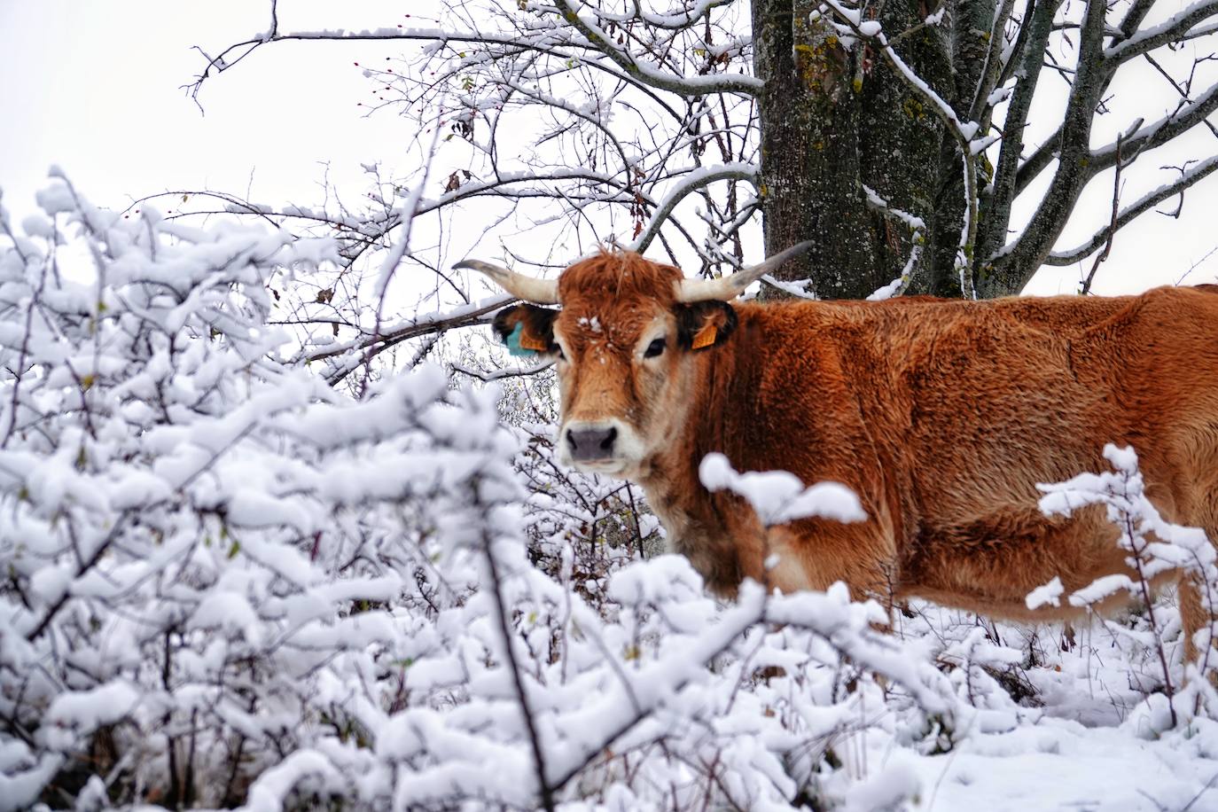 Fotos: Asturias, bajo el primer temporal de nieve del otoño