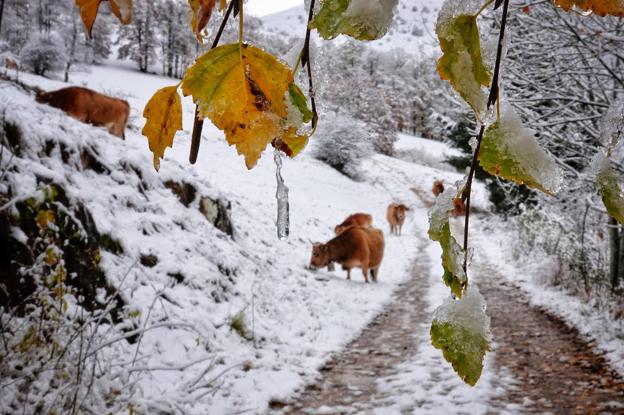 Del otoño al invierno. Las Invernales de Sotres mostraban ayer un juego de colores. 