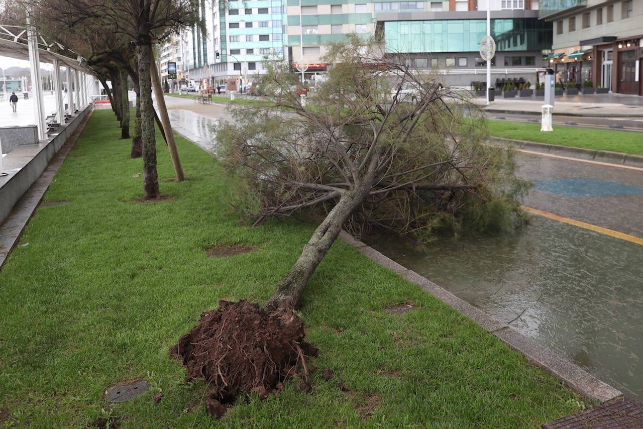 El temporal tira un árbol de 20 metros en Isabel la Católica y el alumbrado navideño de Aquilino Hurlé