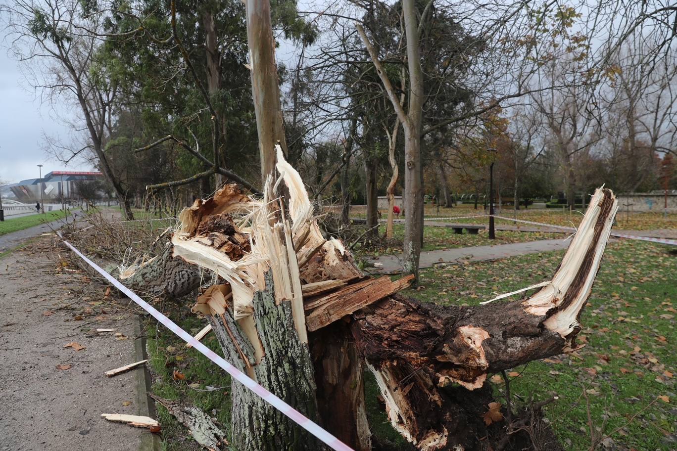 El temporal tira un árbol de 20 metros en Isabel la Católica y el alumbrado navideño de Aquilino Hurlé