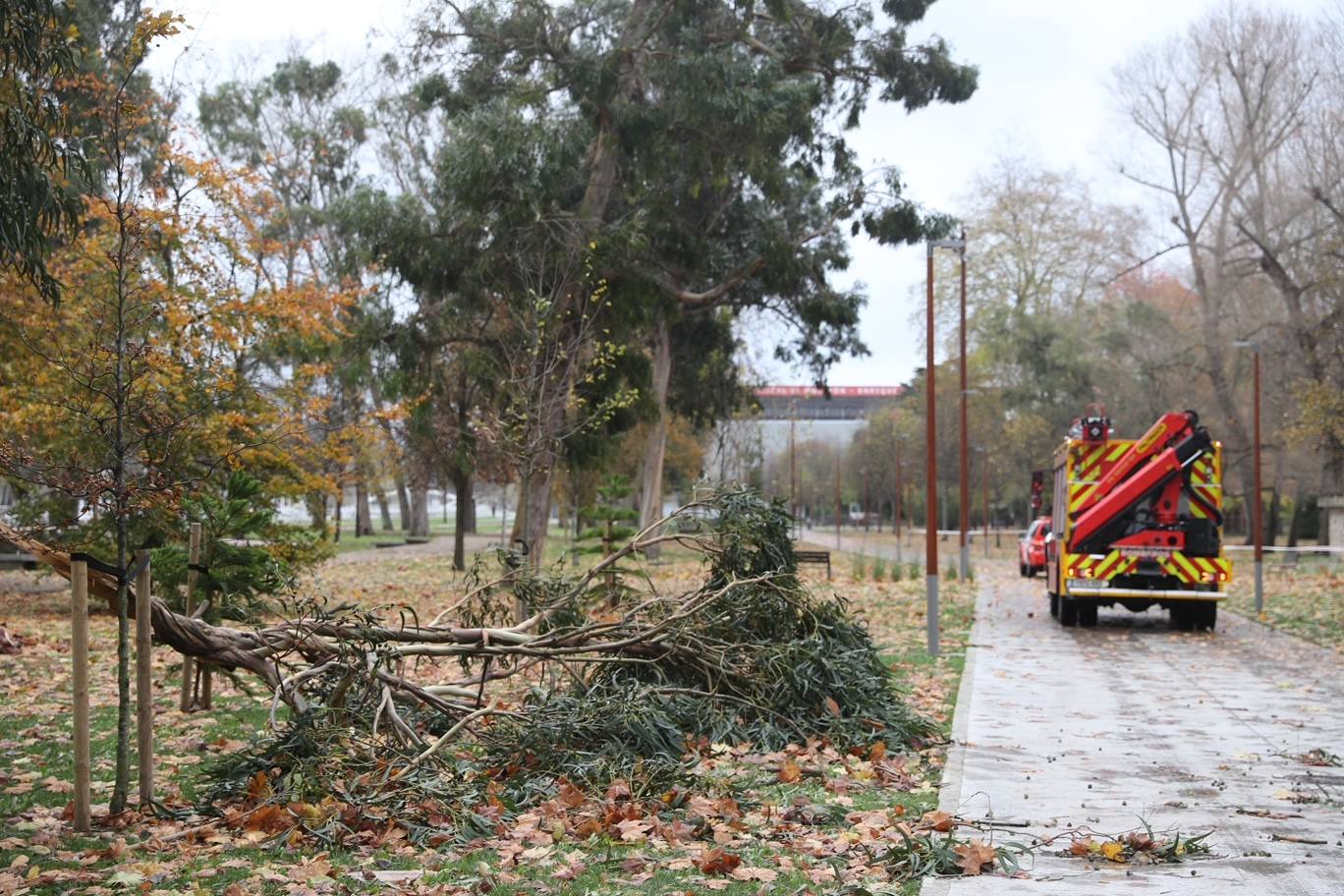 El temporal tira un árbol de 20 metros en Isabel la Católica y el alumbrado navideño de Aquilino Hurlé