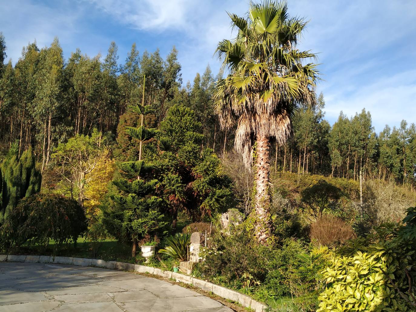 En el pueblecito de Santianes, en Pravia, a escasos metros de la iglesia prerrománica más antigua de Asturias, Marga y Pedro esconden un jardín idílico casi convertido en bosque. Allí atesoran la mayor colección de esta flor de Asturias. Tienen 600 variedades | En la imagen, vista del jardín delantero desde la casa con la araucaria o pino de Norkolk, la palmera washingtoniana y los arces japoneses enanos.