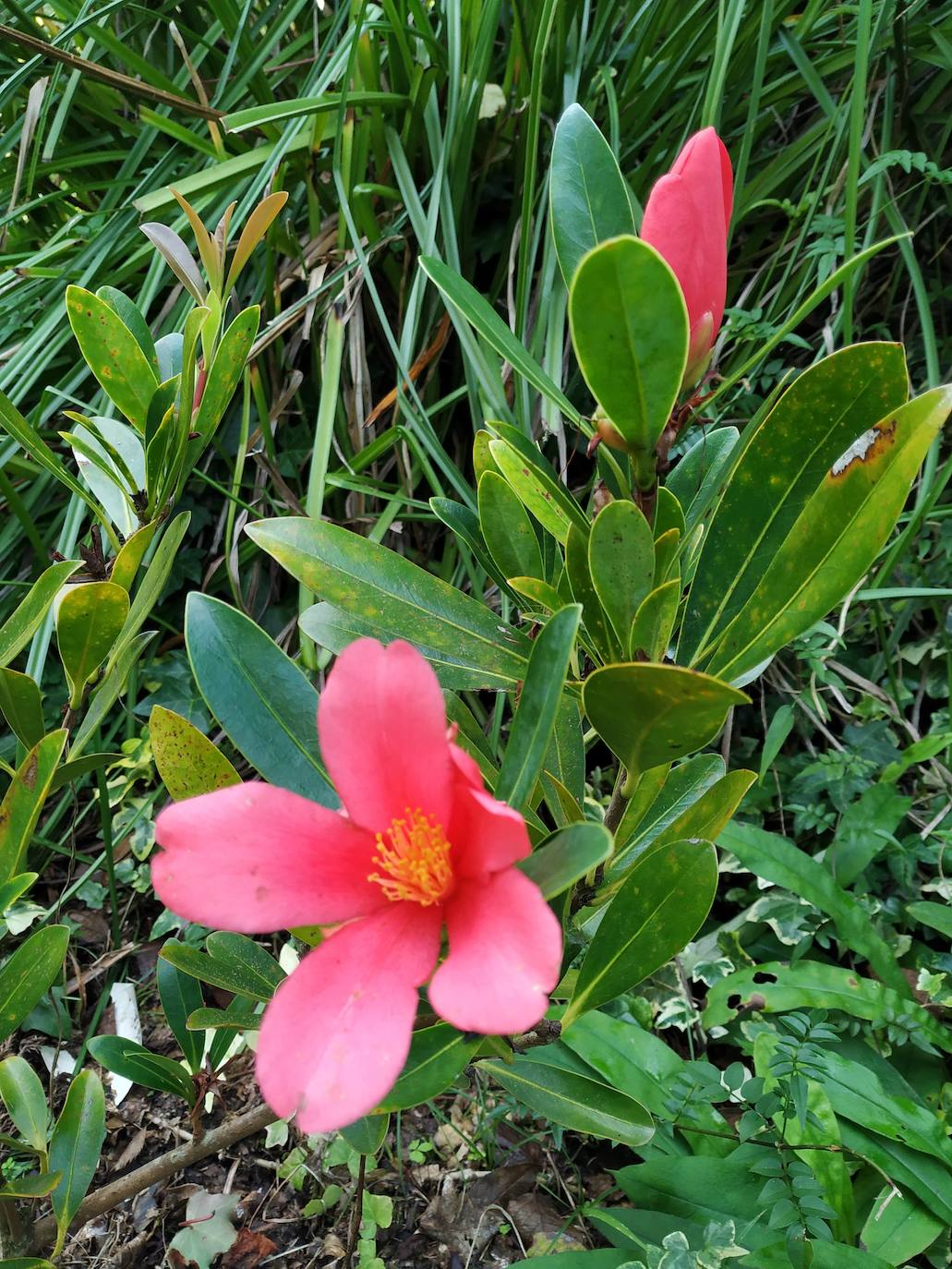 En el pueblecito de Santianes, en Pravia, a escasos metros de la iglesia prerrománica más antigua de Asturias, Marga y Pedro esconden un jardín idílico casi convertido en bosque. Allí atesoran la mayor colección de esta flor de Asturias. Tienen 600 variedades