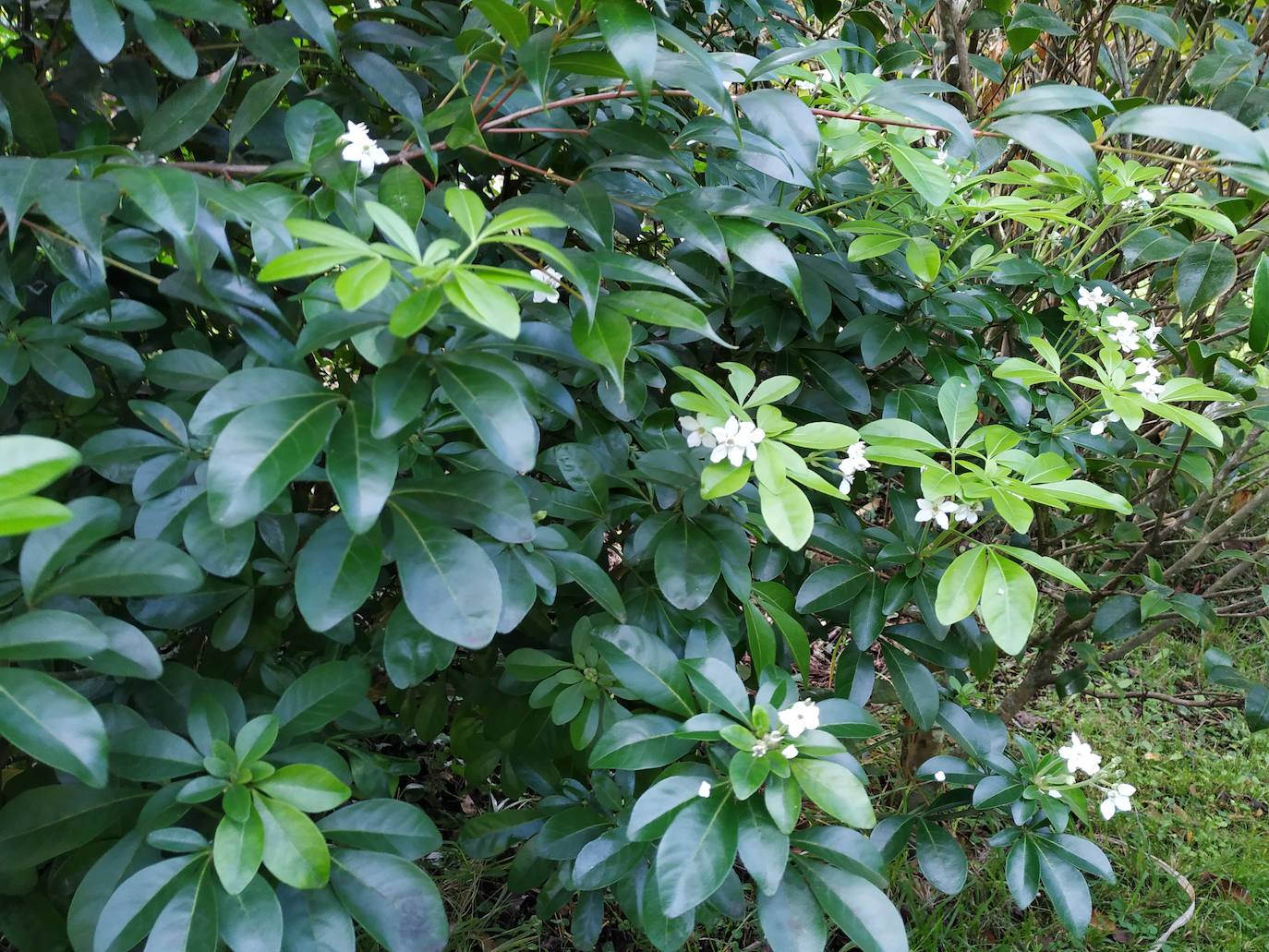 En el pueblecito de Santianes, en Pravia, a escasos metros de la iglesia prerrománica más antigua de Asturias, Marga y Pedro esconden un jardín idílico casi convertido en bosque. Allí atesoran la mayor colección de esta flor de Asturias. Tienen 600 variedades