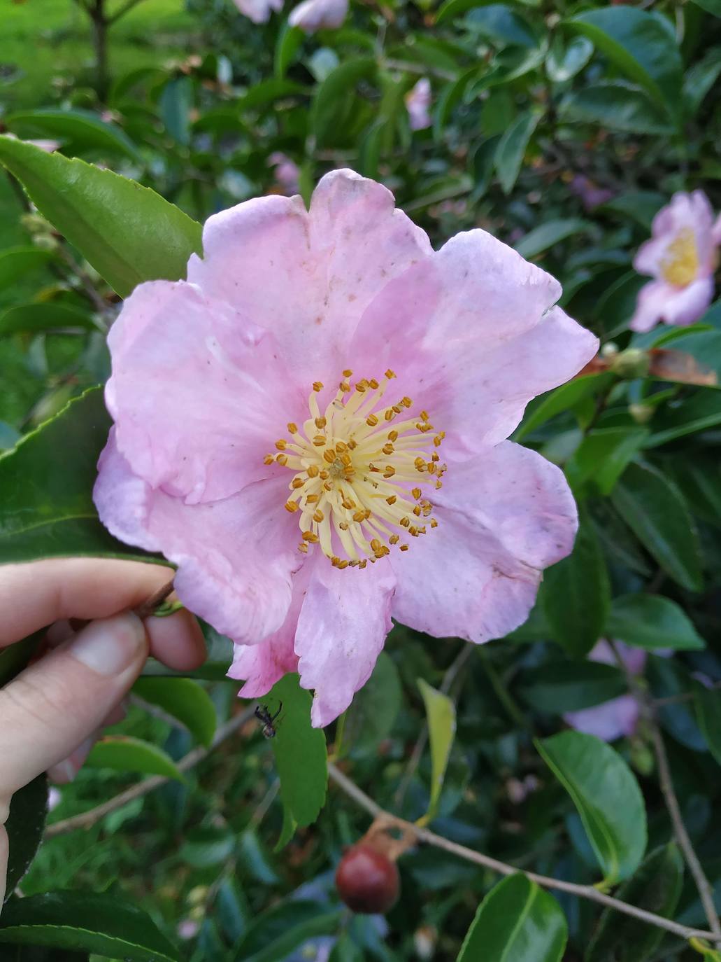 En el pueblecito de Santianes, en Pravia, a escasos metros de la iglesia prerrománica más antigua de Asturias, Marga y Pedro esconden un jardín idílico casi convertido en bosque. Allí atesoran la mayor colección de esta flor de Asturias. Tienen 600 variedades