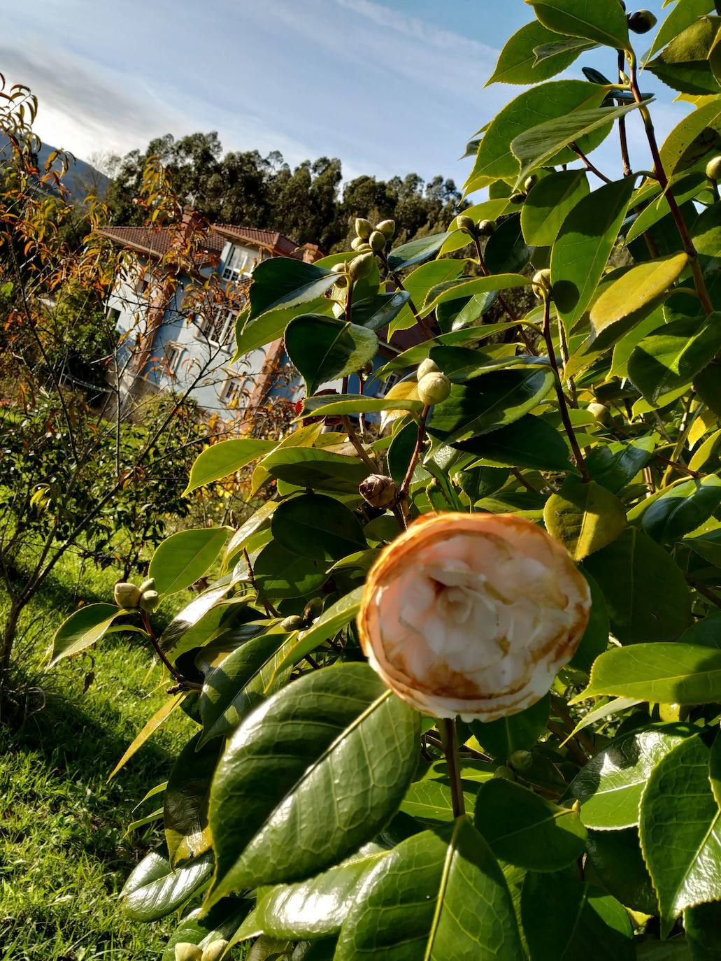 En el pueblecito de Santianes, en Pravia, a escasos metros de la iglesia prerrománica más antigua de Asturias, Marga y Pedro esconden un jardín idílico casi convertido en bosque. Allí atesoran la mayor colección de esta flor de Asturias. Tienen 600 variedades