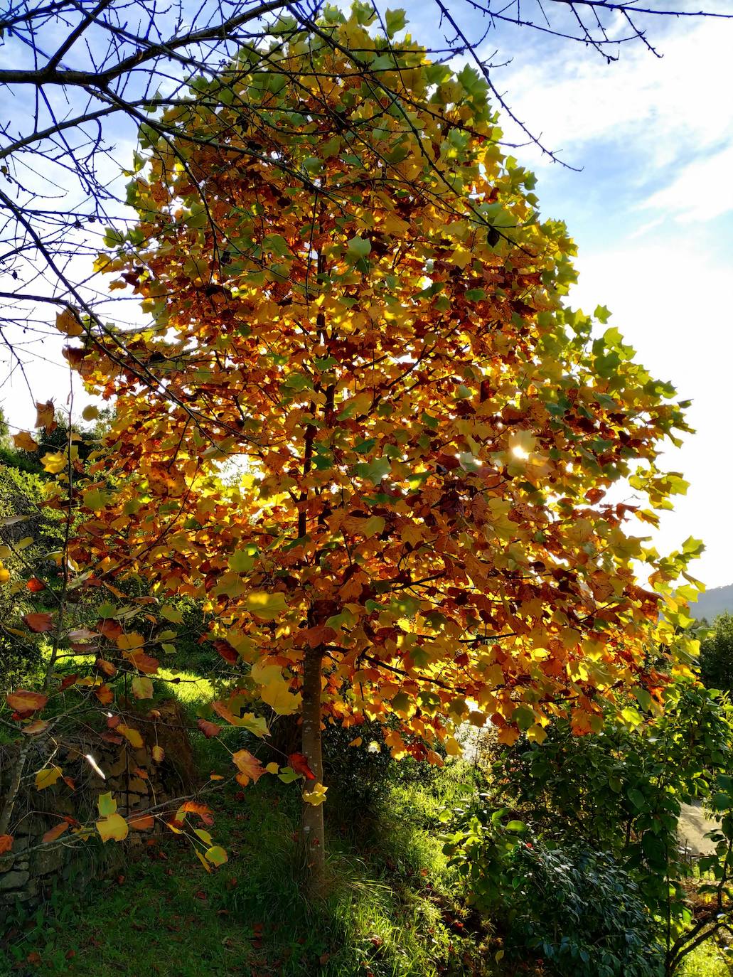 En el pueblecito de Santianes, en Pravia, a escasos metros de la iglesia prerrománica más antigua de Asturias, Marga y Pedro esconden un jardín idílico casi convertido en bosque. Allí atesoran la mayor colección de esta flor de Asturias. Tienen 600 variedades