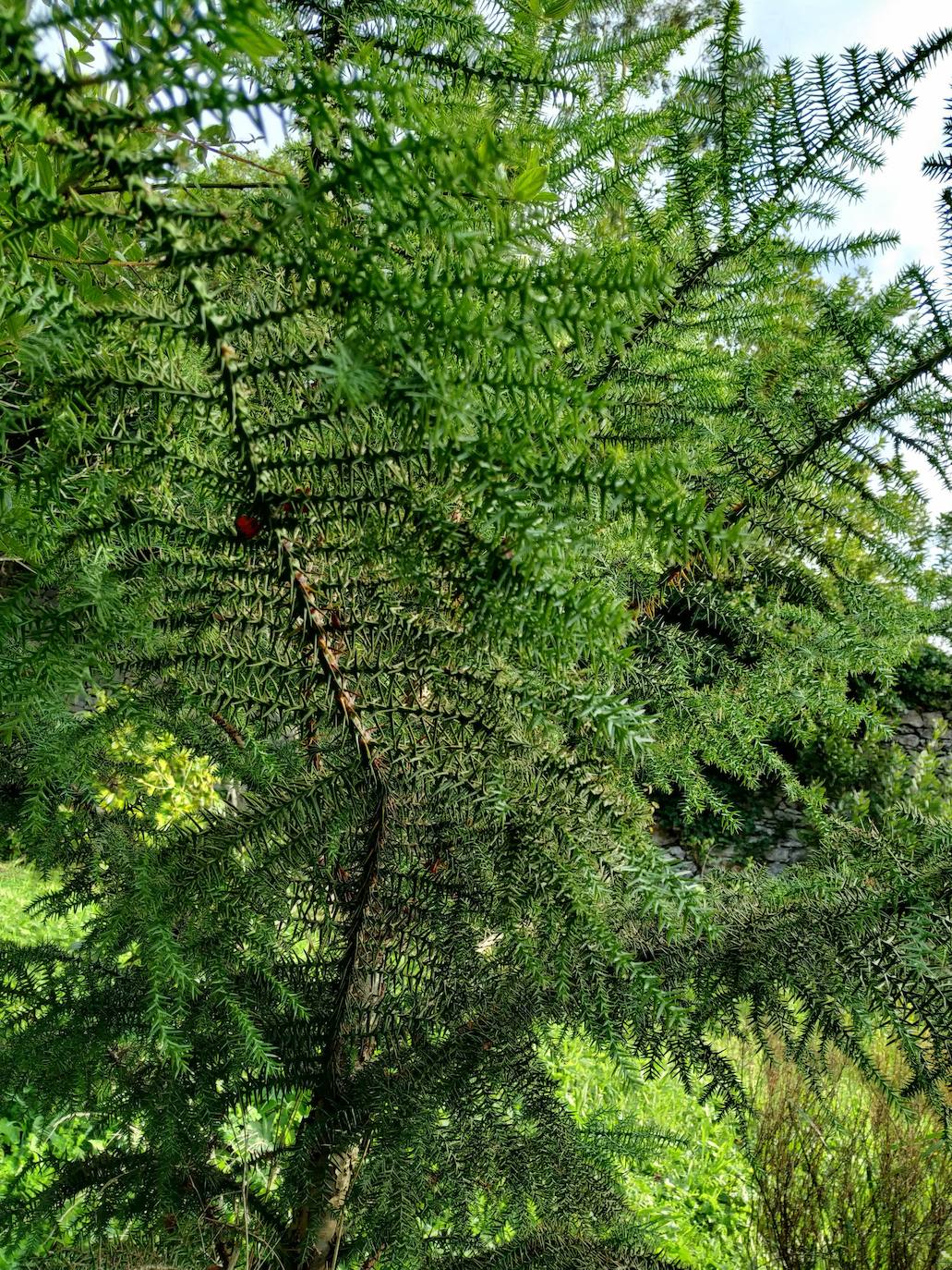 En el pueblecito de Santianes, en Pravia, a escasos metros de la iglesia prerrománica más antigua de Asturias, Marga y Pedro esconden un jardín idílico casi convertido en bosque. Allí atesoran la mayor colección de esta flor de Asturias. Tienen 600 variedades