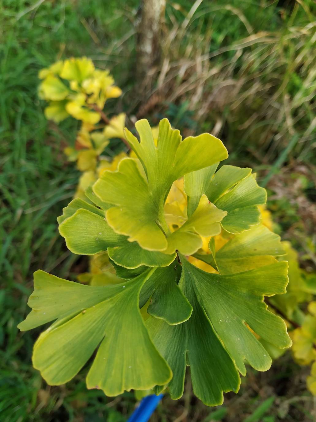 En el pueblecito de Santianes, en Pravia, a escasos metros de la iglesia prerrománica más antigua de Asturias, Marga y Pedro esconden un jardín idílico casi convertido en bosque. Allí atesoran la mayor colección de esta flor de Asturias. Tienen 600 variedades