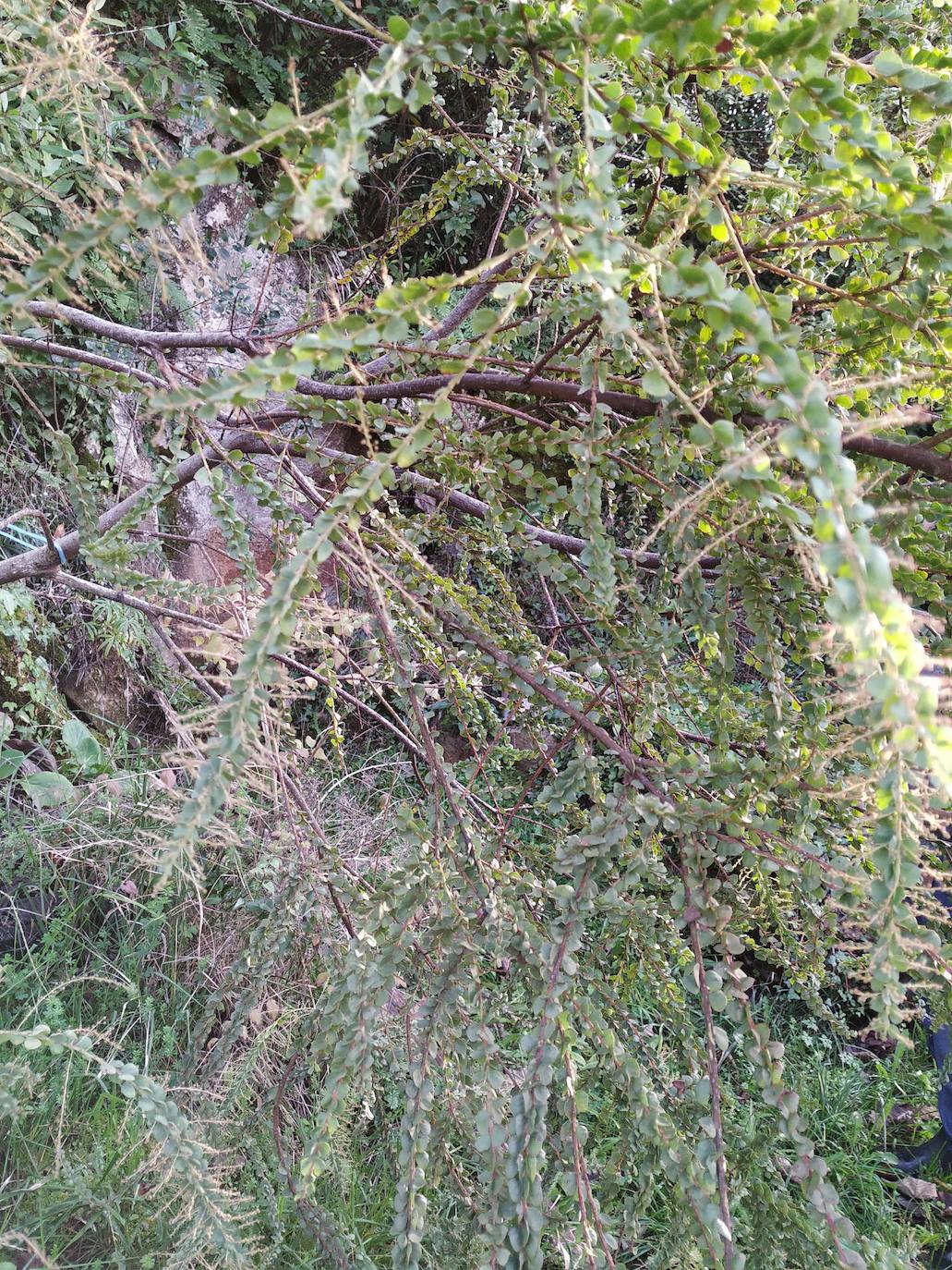 En el pueblecito de Santianes, en Pravia, a escasos metros de la iglesia prerrománica más antigua de Asturias, Marga y Pedro esconden un jardín idílico casi convertido en bosque. Allí atesoran la mayor colección de esta flor de Asturias. Tienen 600 variedades