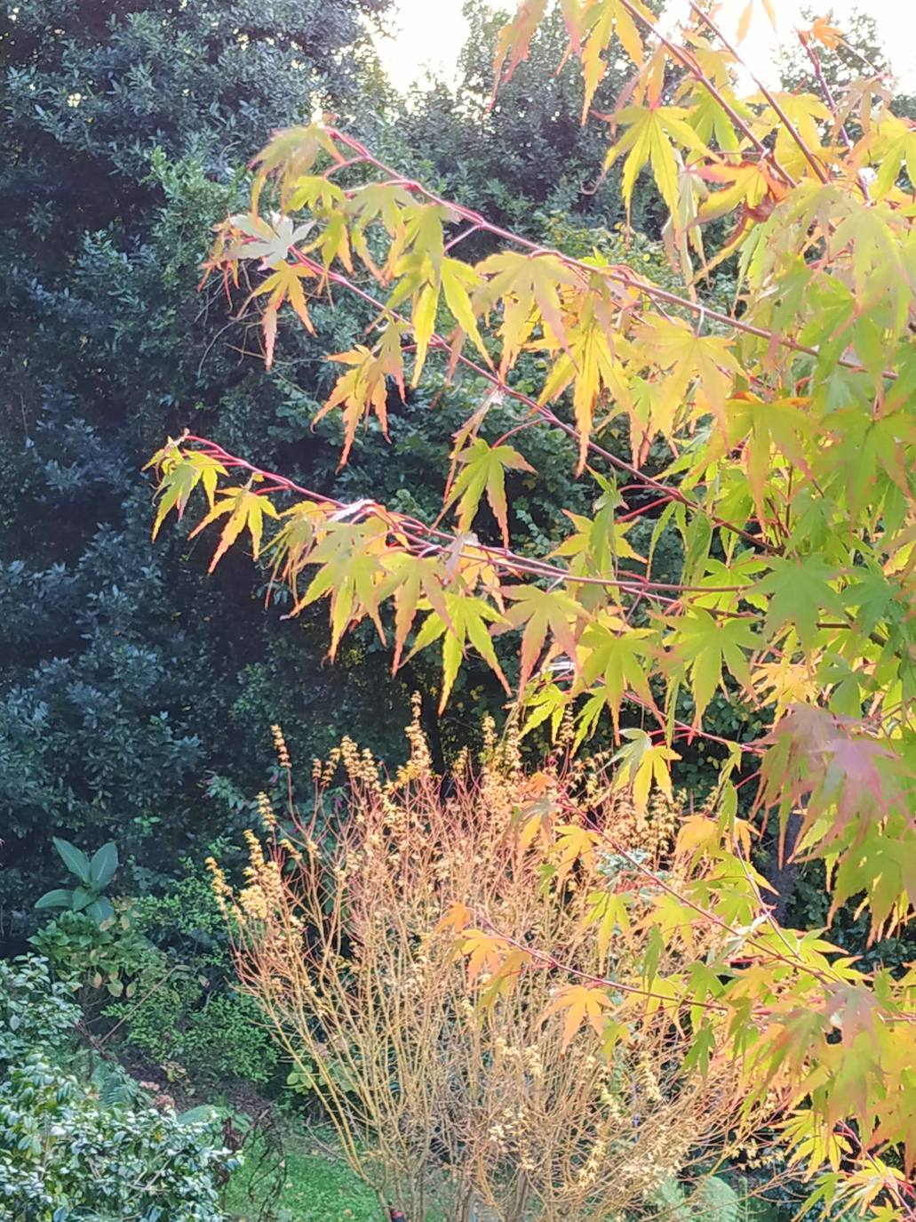 En el pueblecito de Santianes, en Pravia, a escasos metros de la iglesia prerrománica más antigua de Asturias, Marga y Pedro esconden un jardín idílico casi convertido en bosque. Allí atesoran la mayor colección de esta flor de Asturias. Tienen 600 variedades