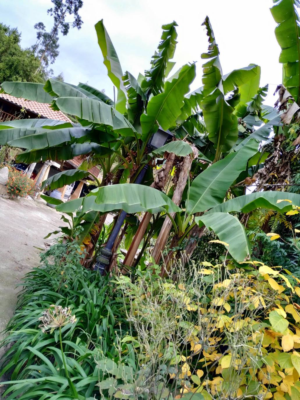 En el pueblecito de Santianes, en Pravia, a escasos metros de la iglesia prerrománica más antigua de Asturias, Marga y Pedro esconden un jardín idílico casi convertido en bosque. Allí atesoran la mayor colección de esta flor de Asturias. Tienen 600 variedades