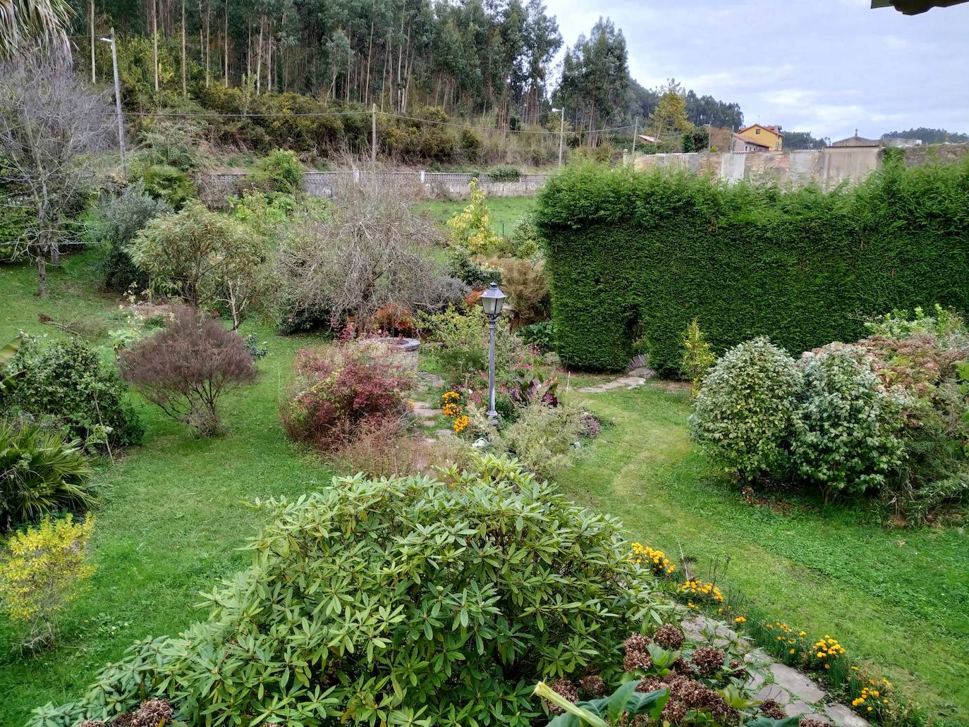 En el pueblecito de Santianes, en Pravia, a escasos metros de la iglesia prerrománica más antigua de Asturias, Marga y Pedro esconden un jardín idílico casi convertido en bosque. Allí atesoran la mayor colección de esta flor de Asturias. Tienen 600 variedades