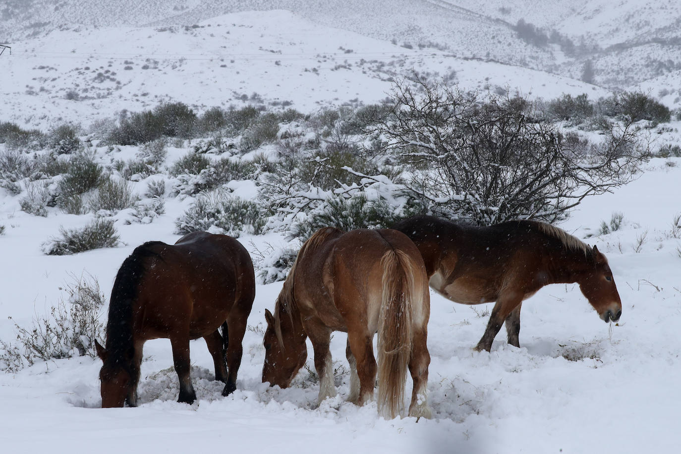 Fotos: La impresionante nevada en Somiedo