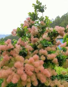 Imagen secundaria 2 - Vista del jardín delantero desde la casa con la araucaria o pino de Norkolk, la palmera washingtoniana y los arces japoneses enanos. | Espectacular árbol de las pelucas en plena floración (cotinus coggygria).