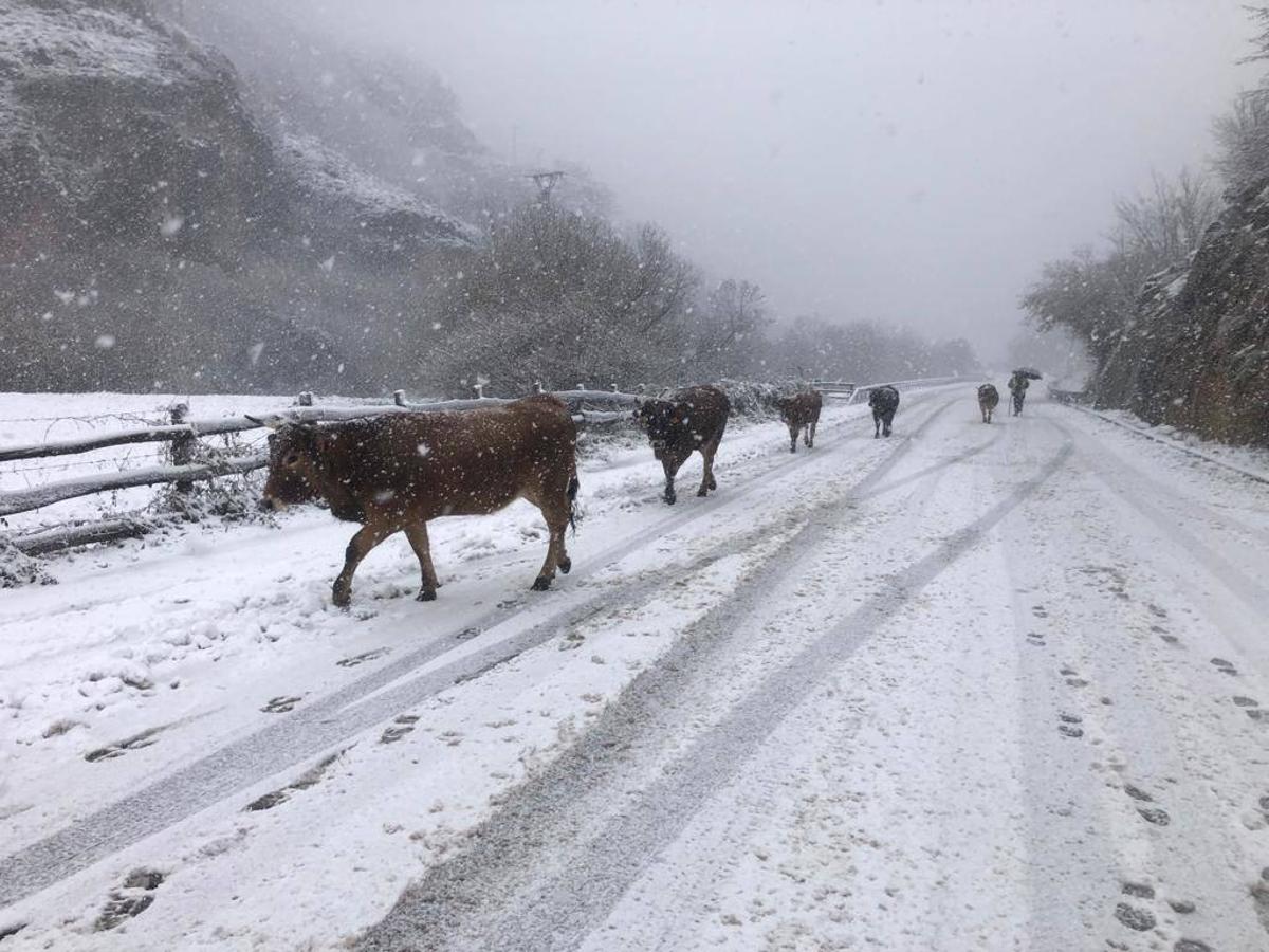 Nieve en Asturias, en la estaciones de esquí de Brañillín y en Somiedo.