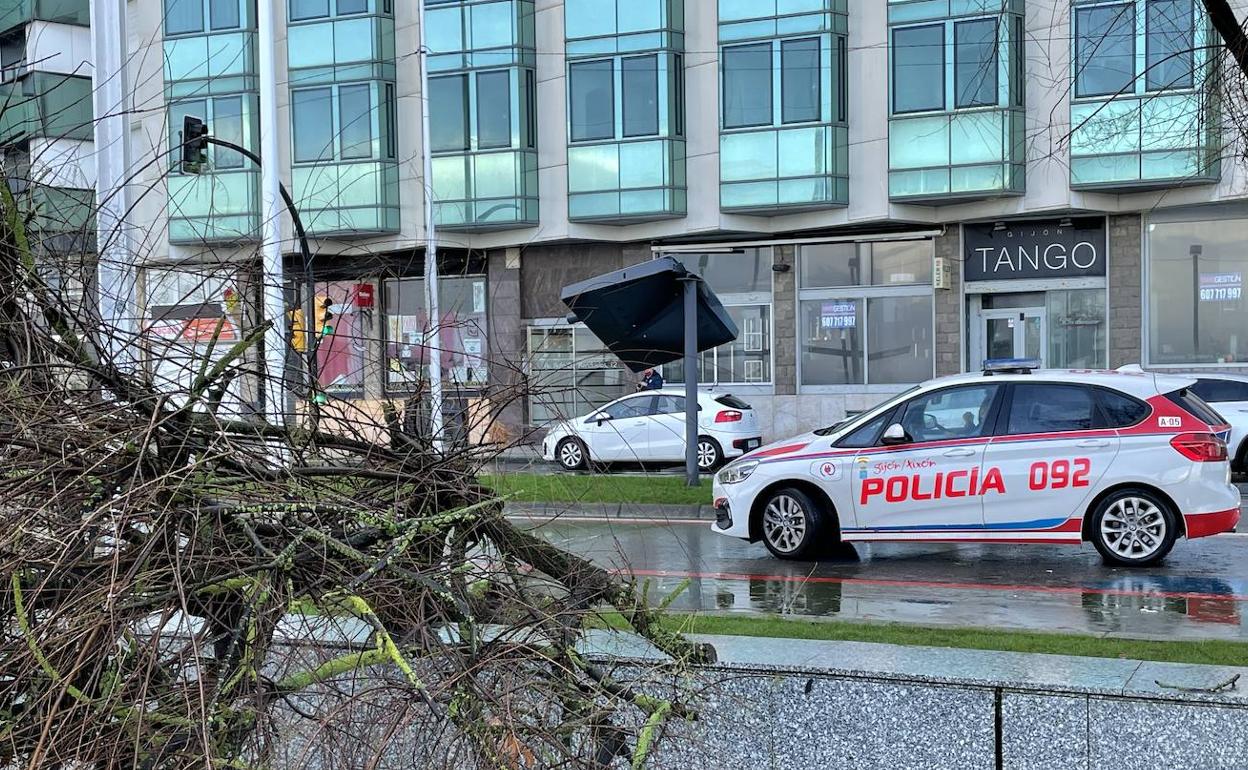 El viento derriba un árbol y un mupi en el Muro