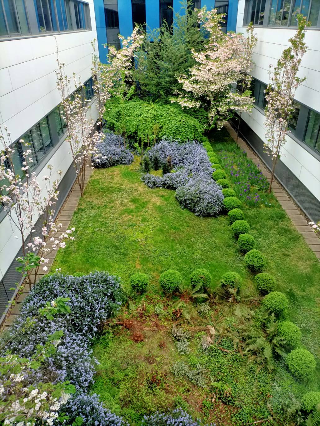 Vista oblicua desde arriba del diseño del jardín del patio de primavera con las bolas de boj definiendo las secciones de plantación.