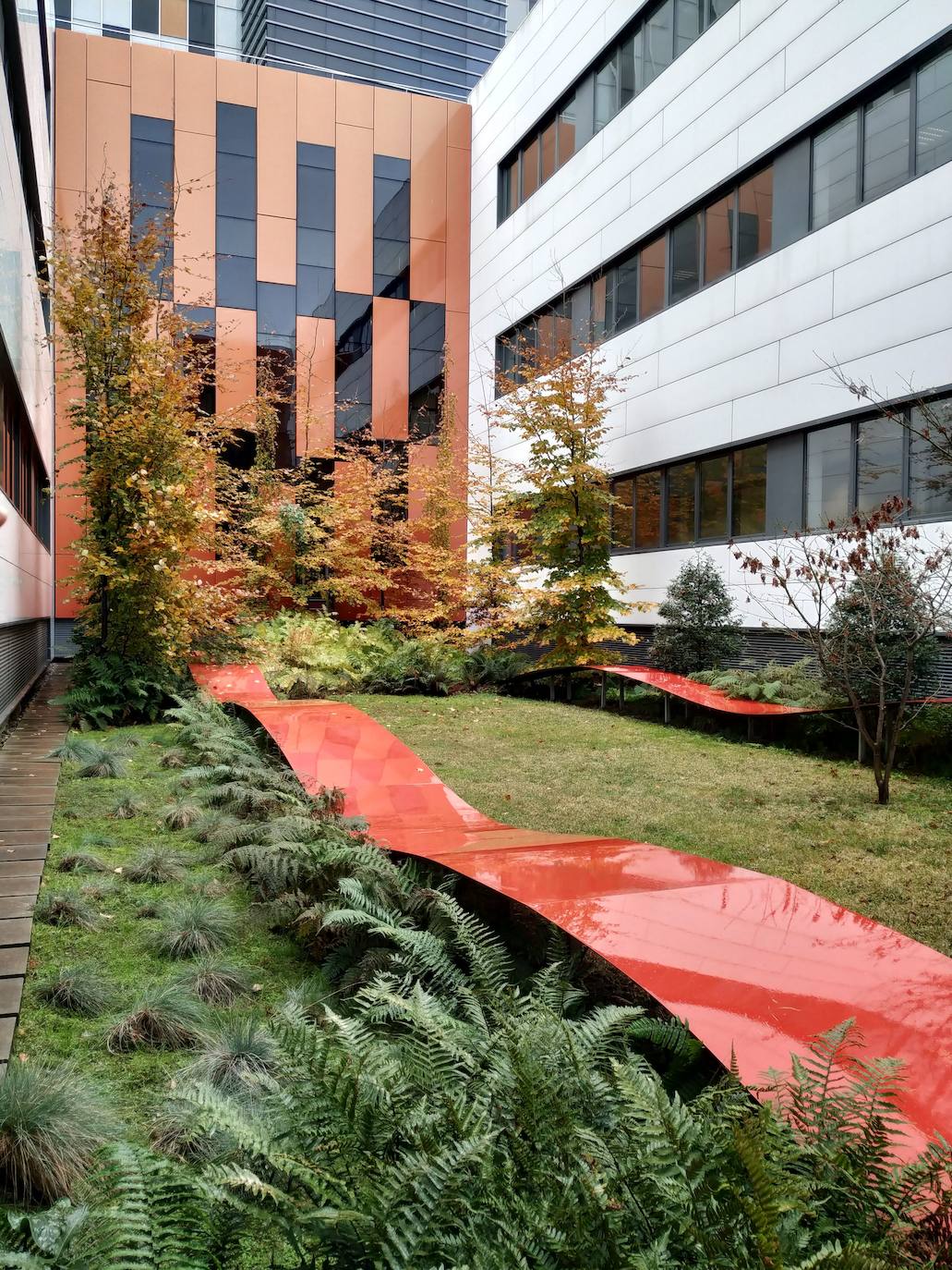 Diseño perimetral del jardín de otoño con las hayas atropurpúreas al fondo y las láminas metálicas separadas por helechos.