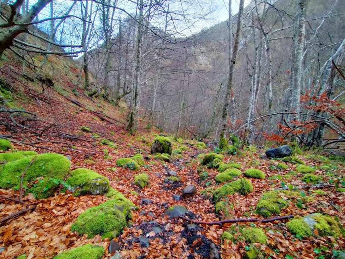 Hayedo de Lindes (Asturias).