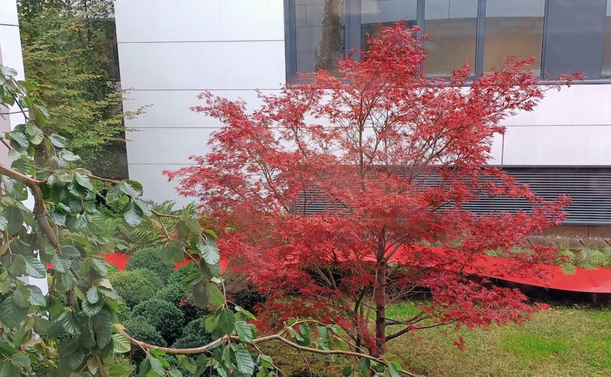 Panorámica lateral del jardín de otoño con los arces palmatum japoneses en sintonía con las láminas ondulantes.