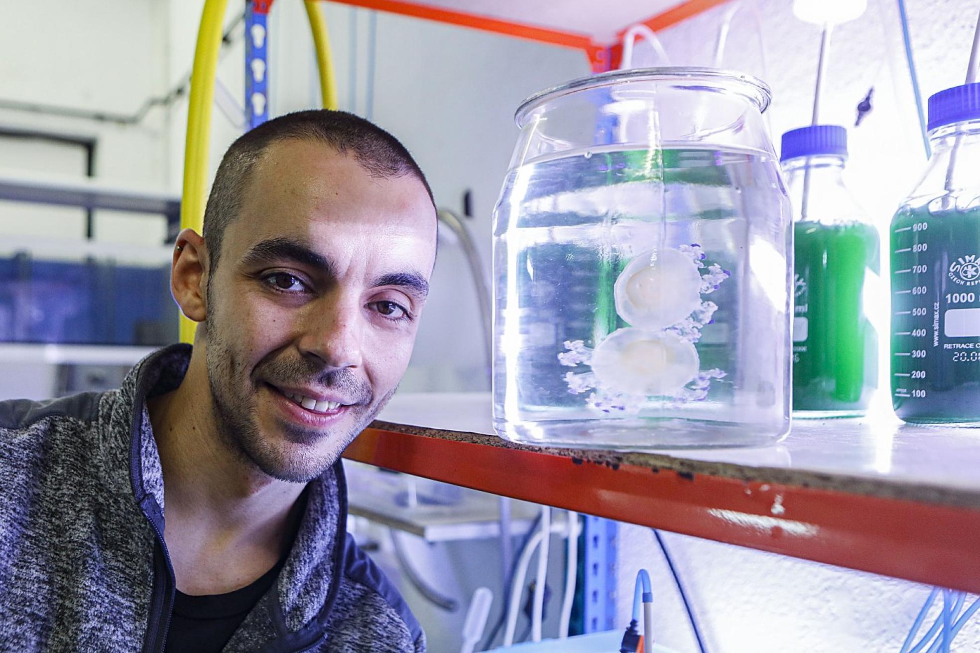 Héctor Morán junto a medusas 'Huevo frito'. 