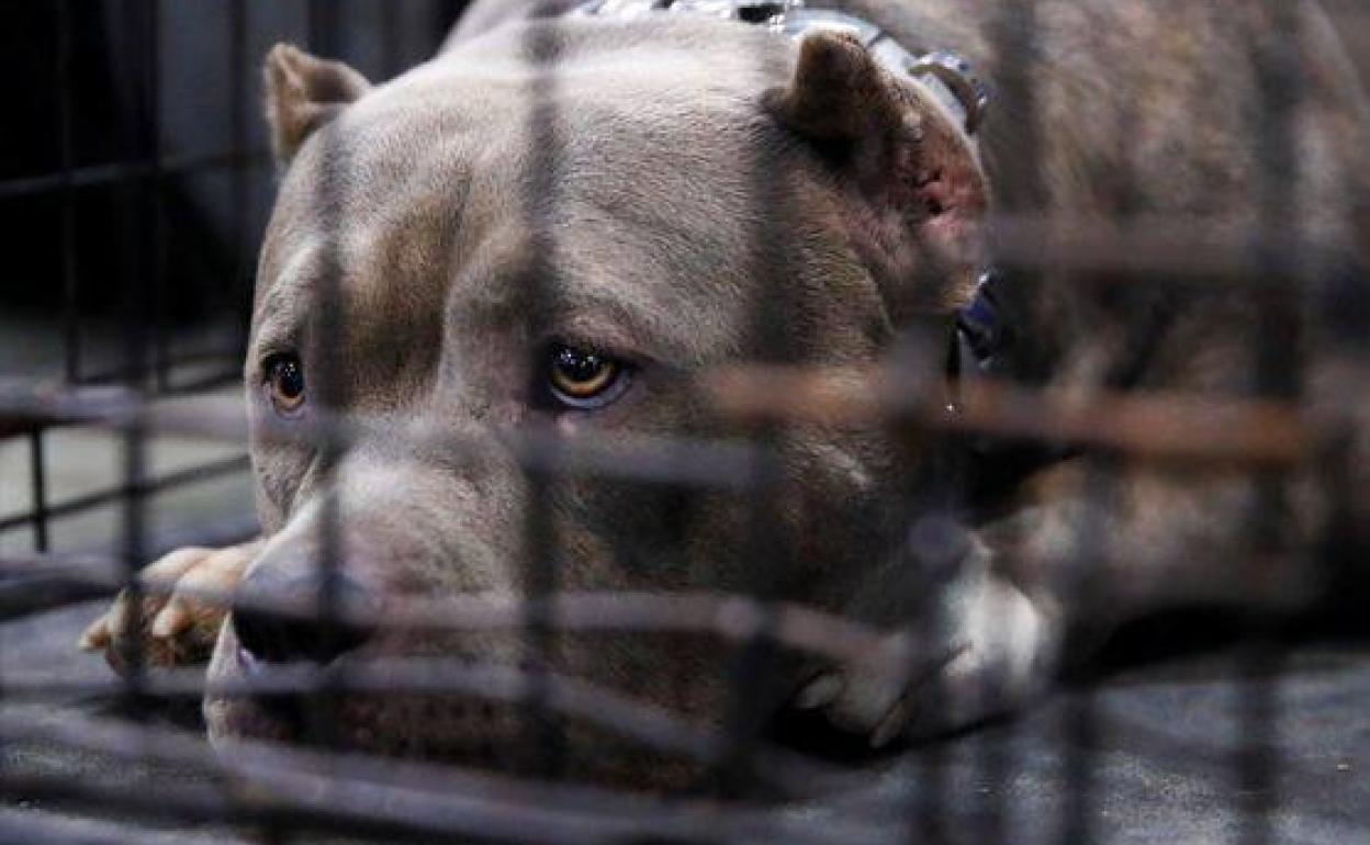 Un ejemplar de pitbull, encerrado en una jaula. REUTERS