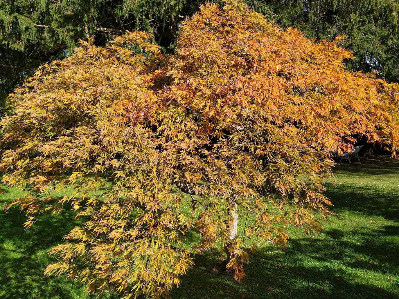 La configuración del jardín se establece a partir de unos enormes e irregulares parterres, impuestos por una red caminera sinuosa de grijo para favorecer el drenaje. Desde la imponente puerta principal se accede a través de un pasillo orlado por bojes donde nos saludan sus dos míticos leones blancos que fueron traídos de un palacio de Cáceres y a sus pies se disponen sendos parterres circulares que se hermosean con flores de temporada.