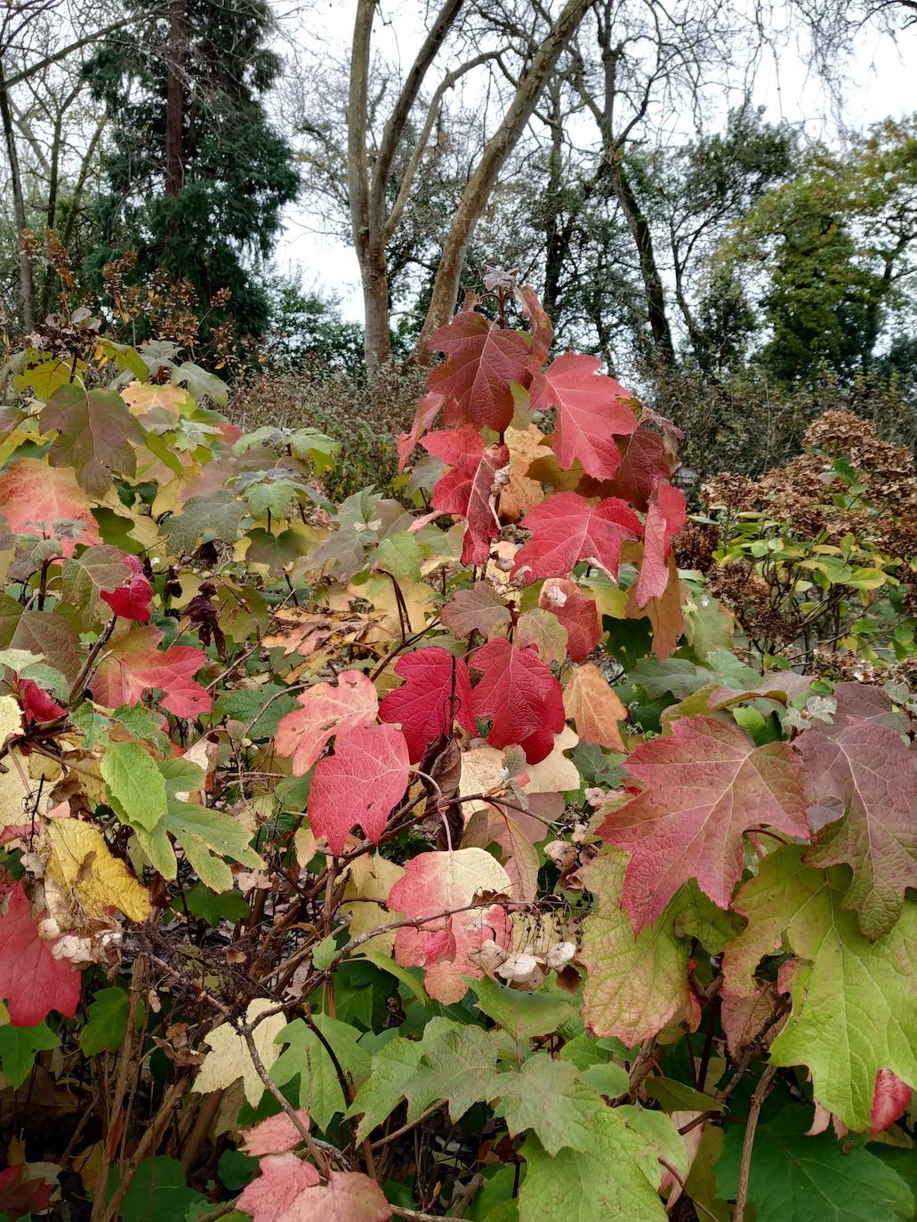 Llamativa otoñación roja de las hortensias de hoja de roble (Hydrangea quercifolia)