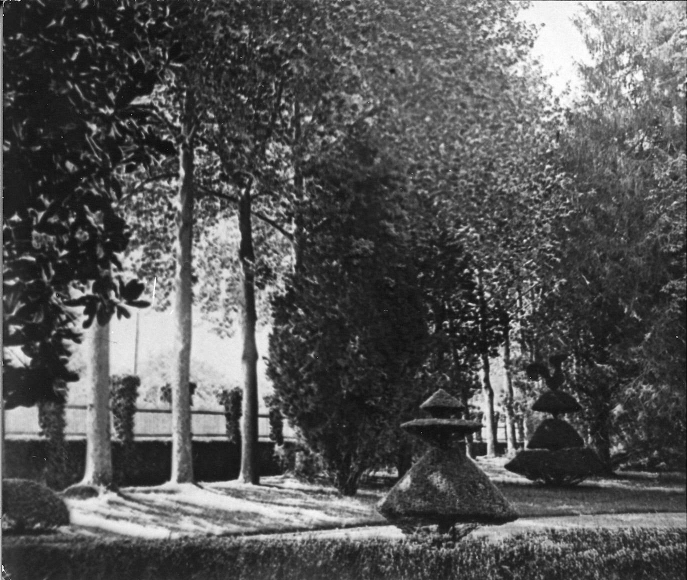 Paseo del Gallo, así llamado por la forma de la topiaria rematando esos bojes. Detrás aparecen los fustes de los plátanos de sombra centenarios. (Fecha de la foto: hacia 1896)